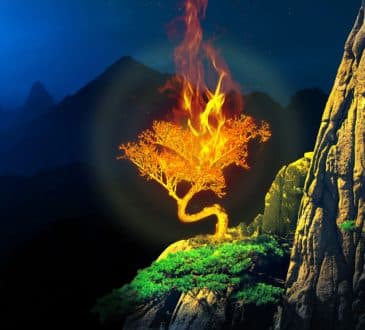 Burning bush plant in a cliff of a mountain